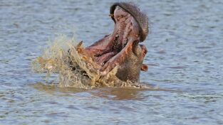 Hipopótamos y cocodrilos con Steve Backshall: Hipopótamos con Steve Backshall I
