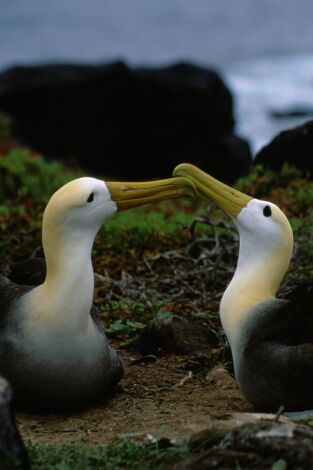 Los secretos naturales del ecuador: África