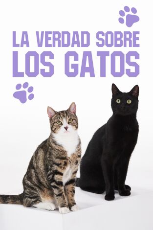 La verdad sobre los gatos