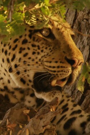 Cazadores de África: Compañeros de armas