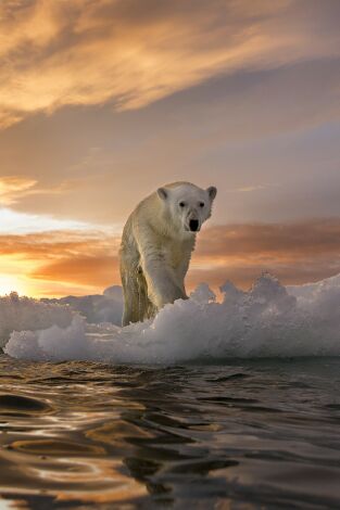 ADN Animal: Criaturas venenosas