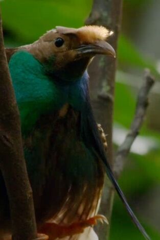 Especial Wild Asia: Islas paradisíacas: Salvajes, extrañas y maravillosas