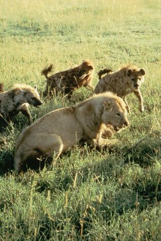 Eternos rivales: hienas y leones