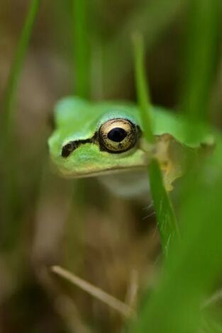 Los animales más raros de Madagascar: Los maestros de la selva