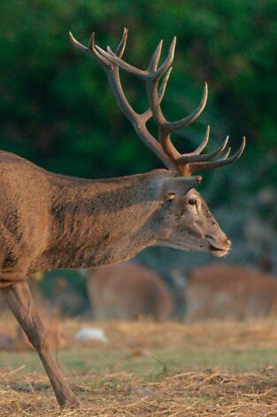 Los bosques de Iberia: Rivales