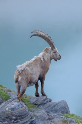 El patrimonio natural de Austria: Los orígenes