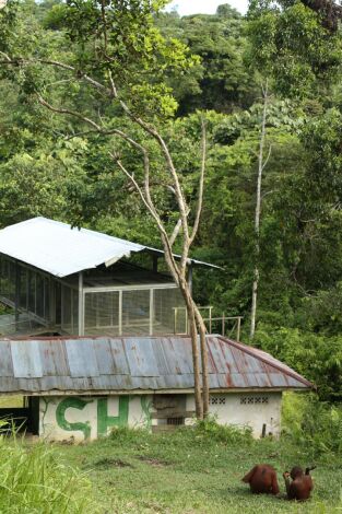 Escuela de orangutanes: La sorpresa de Dilla