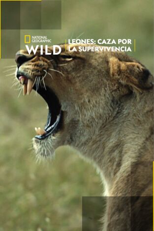 Leones: caza por la supervivencia