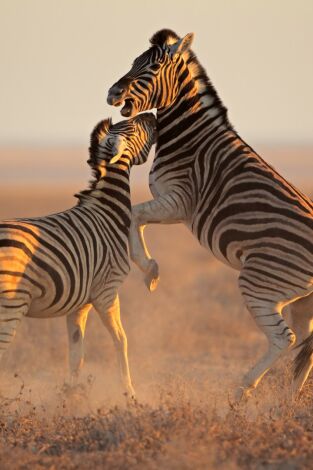 El club de la lucha animal: Peleas brutales