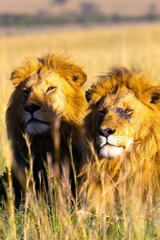 La hermandad de los leones: El camino hacia la cima