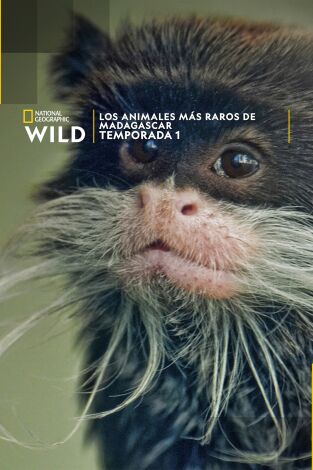 Los animales más raros de Madagascar: Maravillas del bosque Los animales más raros de Madagascar: Maravillas del bosque