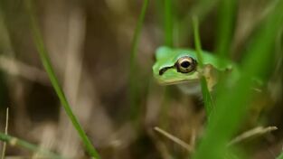 Los animales más raros de Madagascar: Los maestros de la selva Los animales más raros de Madagascar: Los maestros de la selva