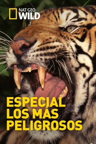 Especial los más peligrosos: Colmillos de furia Especial los más peligrosos: Colmillos de furia