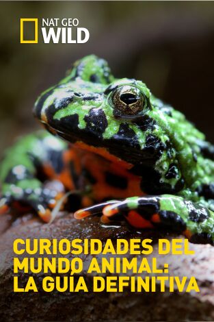 Curiosidades del mundo animal: la guía definitiva: Leones y mantis marinas Curiosidades del mundo animal: la guía definitiva: Leones y mantis marinas