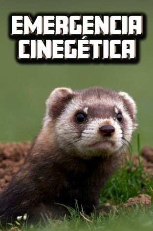 Emergencia cinegética, descaste de conejos en Murcia Emergencia cinegética, descaste de conejos en Murcia