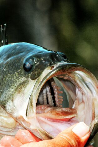 Top Water Frog 2 0 Top Water Frog 2 0
