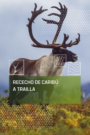 Rececho de caribú a traílla Rececho de caribú a traílla