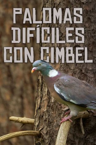 Palomas difíciles a cimbel Palomas difíciles a cimbel