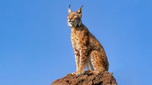 La tierra del lince ibérico: Invierno La tierra del lince ibérico: Invierno