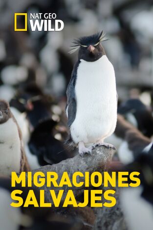 Migraciones salvajes: La noche del cangrejo de Navidad Migraciones salvajes: La noche del cangrejo de Navidad