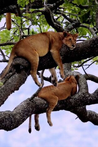 La vida en el reino animal: Manada y piel La vida en el reino animal: Manada y piel