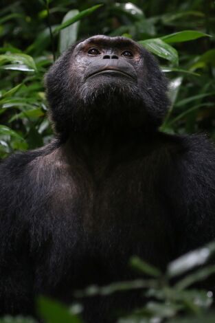 Primates Primates