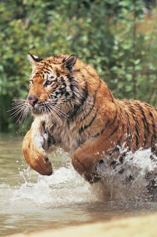 Animales aún más salvajes: Por los pelos Animales aún más salvajes: Por los pelos
