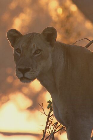 Especial animales letales de África: Contienda en la orilla Especial animales letales de África: Contienda en la orilla
