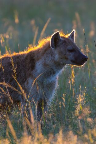 Leones contra hienas: Lucha de clanes Leones contra hienas: Lucha de clanes
