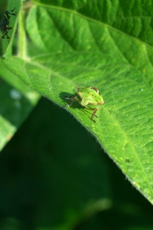 Insecticidas, licencia para matar Insecticidas, licencia para matar