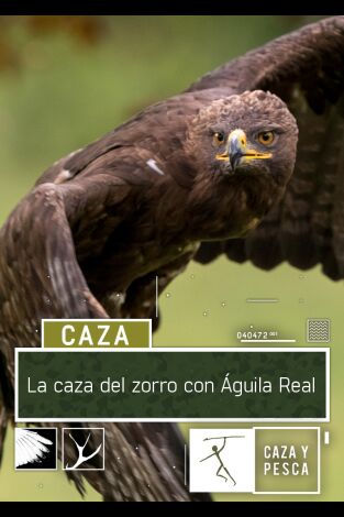 La caza del zorro con Águila Real La caza del zorro con Águila Real