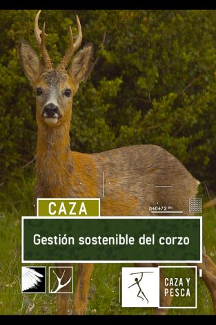 Gestión sostenible del corzo Gestión sostenible del corzo