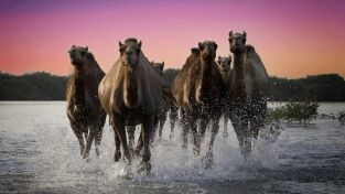 Wild Arabia: Arabia Saudí Wild Arabia: Arabia Saudí