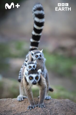 Islas tropicales: Madagascar Islas tropicales: Madagascar