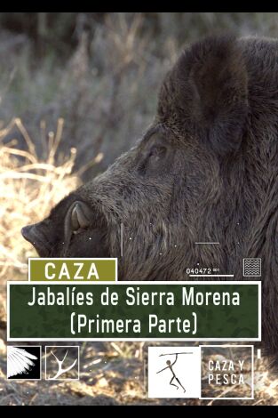 Jabalíes de Sierra Morena, 1ª parte Jabalíes de Sierra Morena, 1ª parte