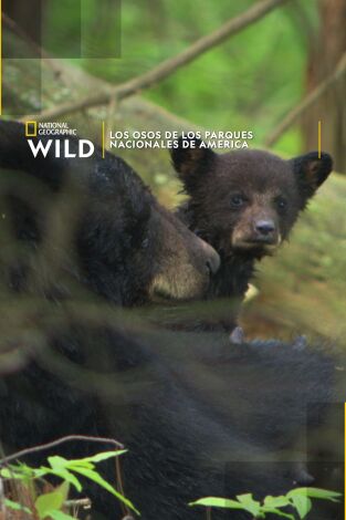 Los Osos de los Parques Nacionales de America Los Osos de los Parques Nacionales de America