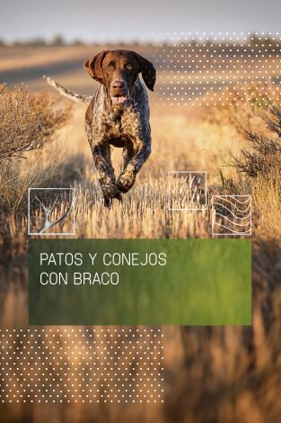 Patos y conejos con braco Patos y conejos con braco