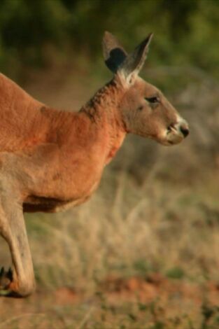 Conocer a los marsupiales Conocer a los marsupiales