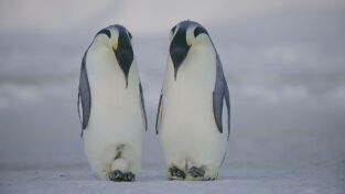 Los secretos de los pingüinos: El corazón de los emperadores Los secretos de los pingüinos: El corazón de los emperadores