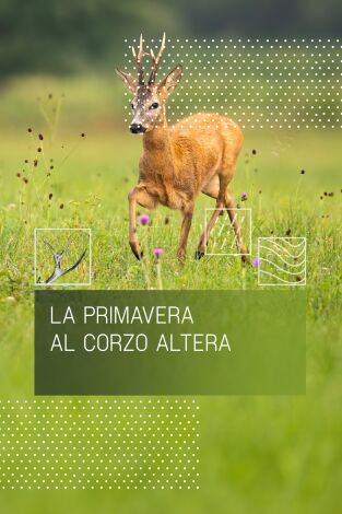 La primavera al corzo altera La primavera al corzo altera
