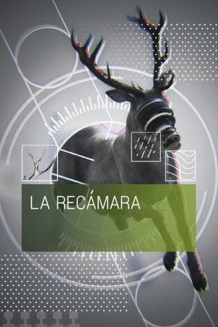 La recámara: Cetrería, arte ancestral La recámara: Cetrería, arte ancestral