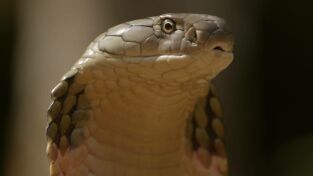 Serpientes de leyenda: Mambas Serpientes de leyenda: Mambas