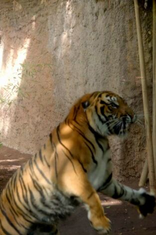 Crónicas del zoo (T1): Episodio 18 Crónicas del zoo (T1): Episodio 18
