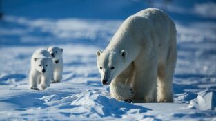 Los más letales de Alaska: El reino de la ballena asesina Los más letales de Alaska: El reino de la ballena asesina