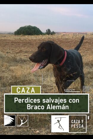 Perdices salvajes con Braco Alemán Perdices salvajes con Braco Alemán