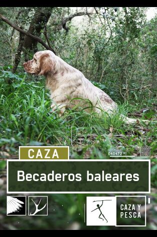 Becaderos Baleares: Festival de becadas en Ibiza Becaderos Baleares: Festival de becadas en Ibiza
