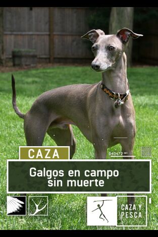 Galgos en campo sin muerte Galgos en campo sin muerte
