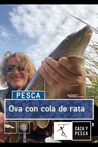 Ova con cola de rata Ova con cola de rata