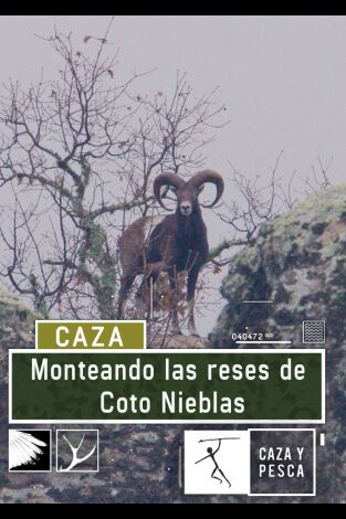 Monteando las reses de Coto Nieblas Monteando las reses de Coto Nieblas