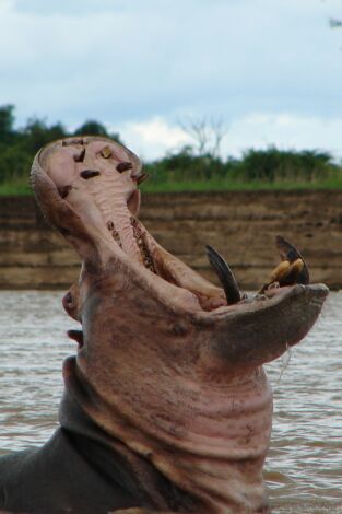 Los depredadores más letales de África: Asesinos gigantescos Los depredadores más letales de África: Asesinos gigantescos